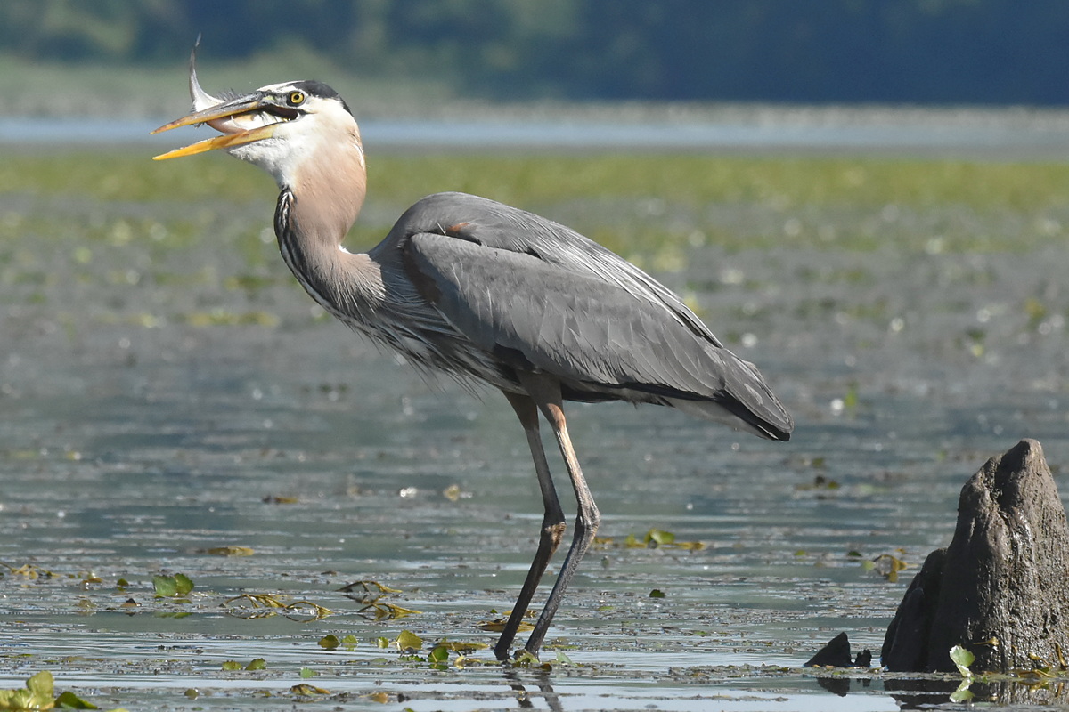 Great Blue Heron Eats a Fish 13