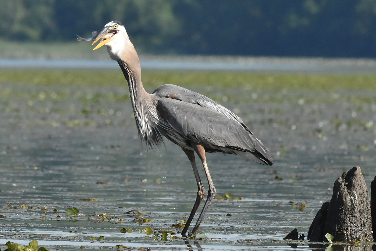 Great Blue Heron Eats a Fish 15