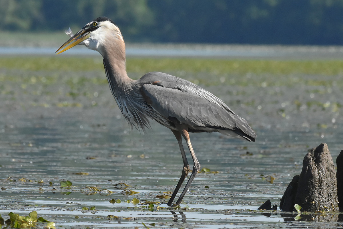 Great Blue Heron Eats a Fish 16