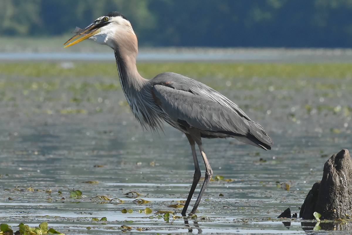 Great Blue Heron Eats a Fish 17