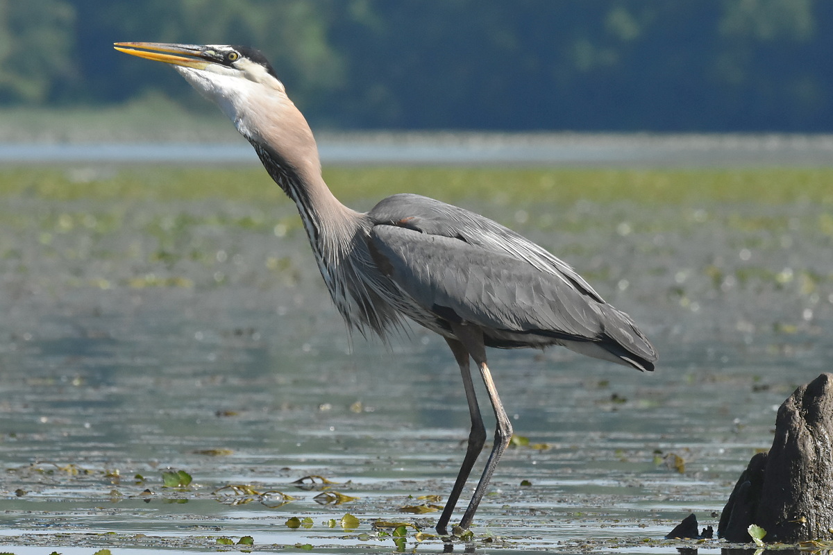Great Blue Heron Eats a Fish 18