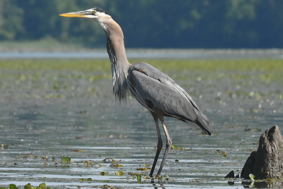 Great Blue Heron Eats a Fish 19