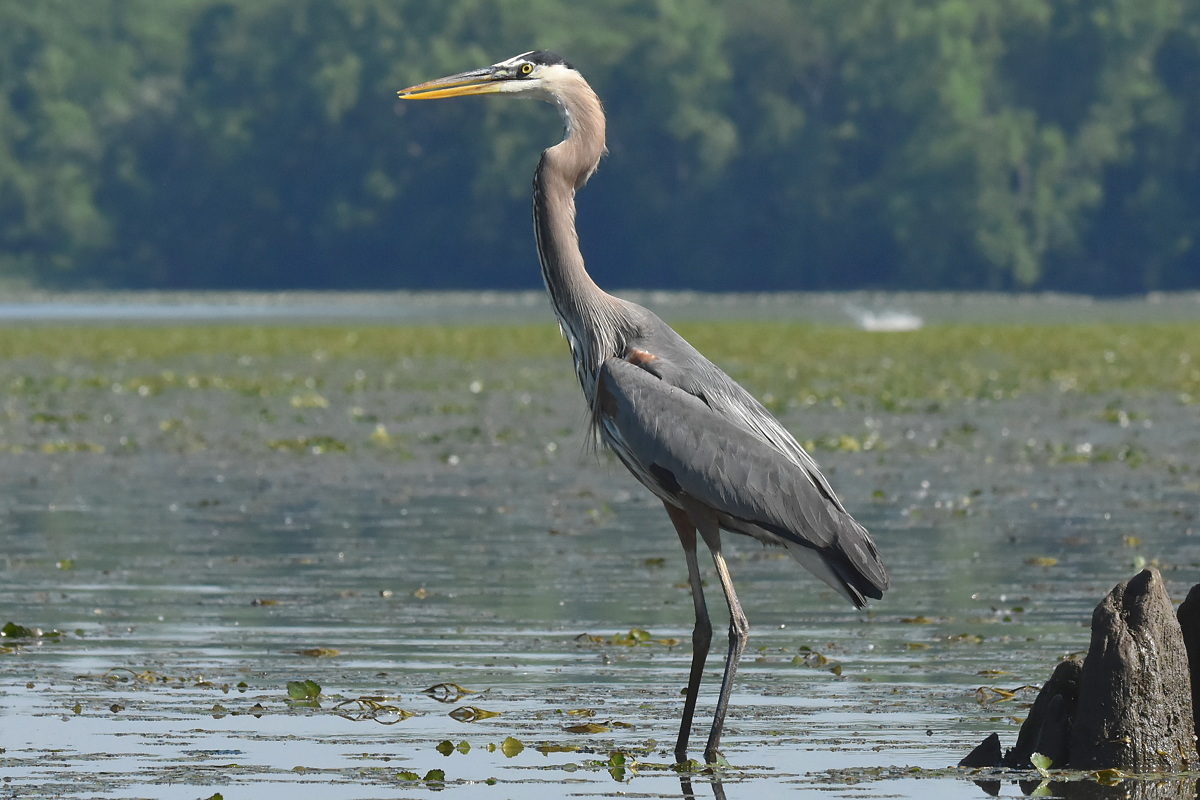 Great Blue Heron Eats a Fish 20