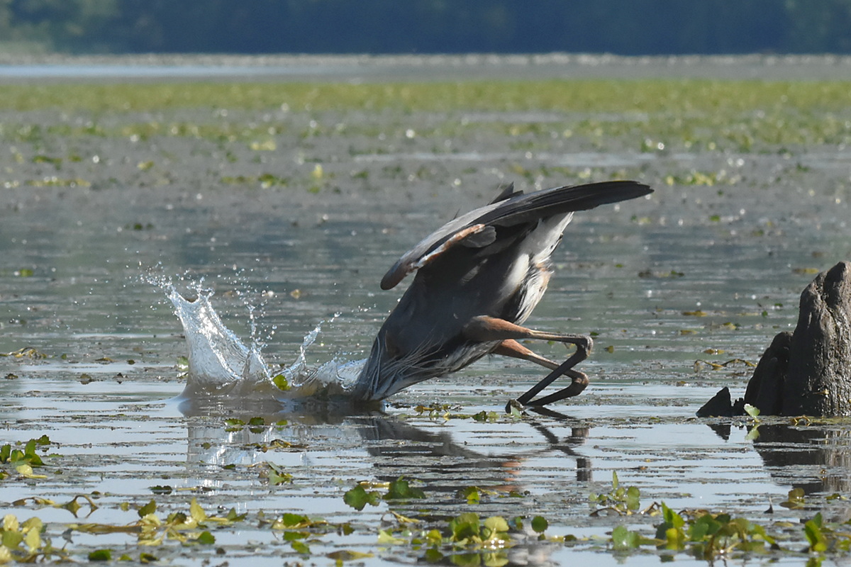 Great Blue Heron Eats a Fish 21