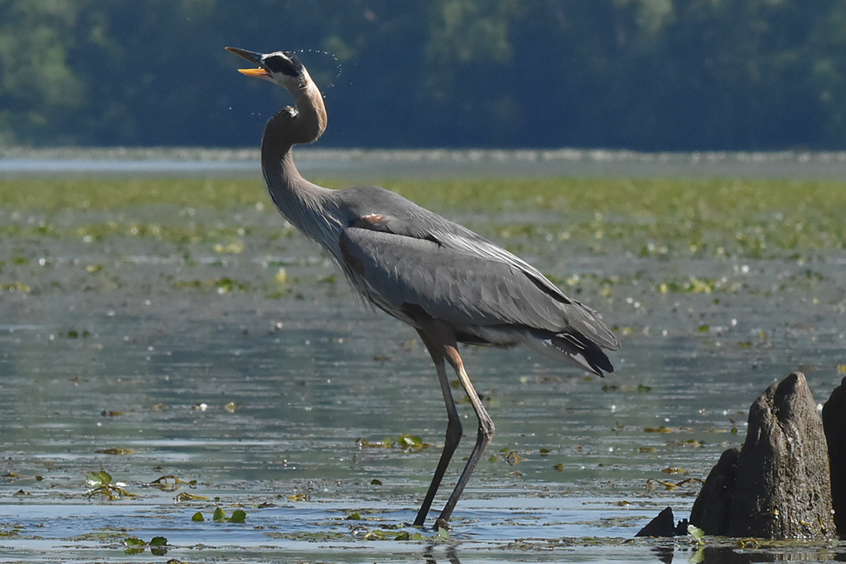 Great Blue Heron Eats a Fish 22