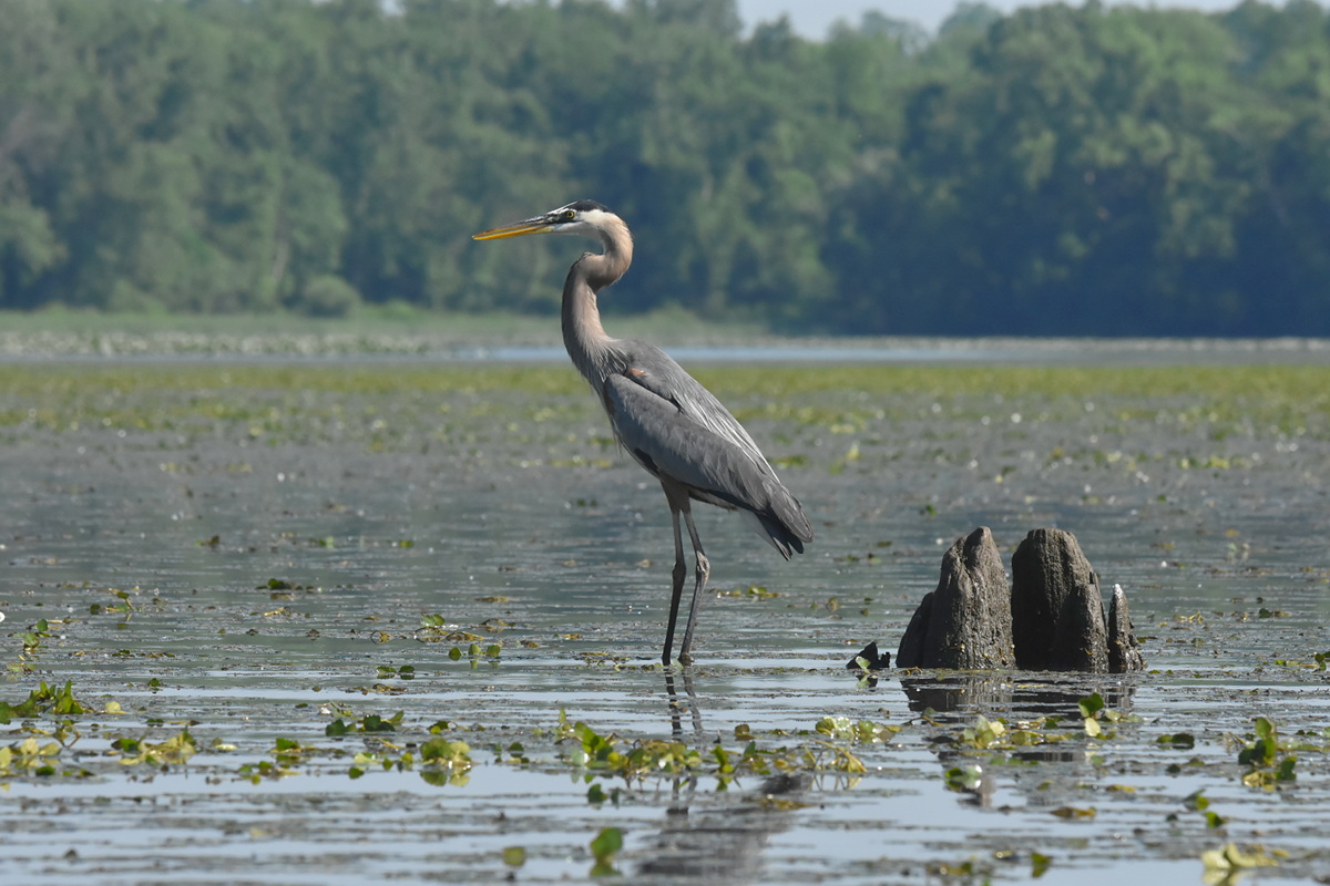 Great Blue Heron Eats a Fish 24