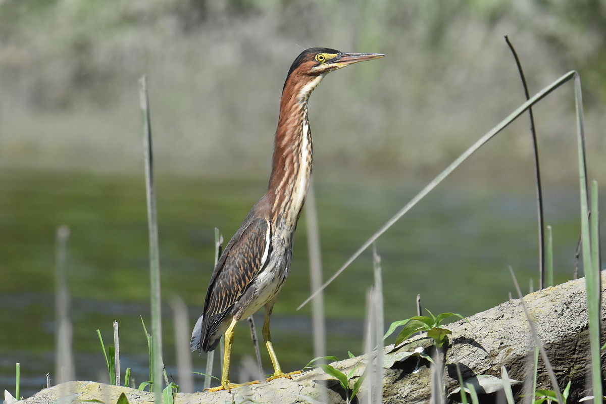 Green Herons 04