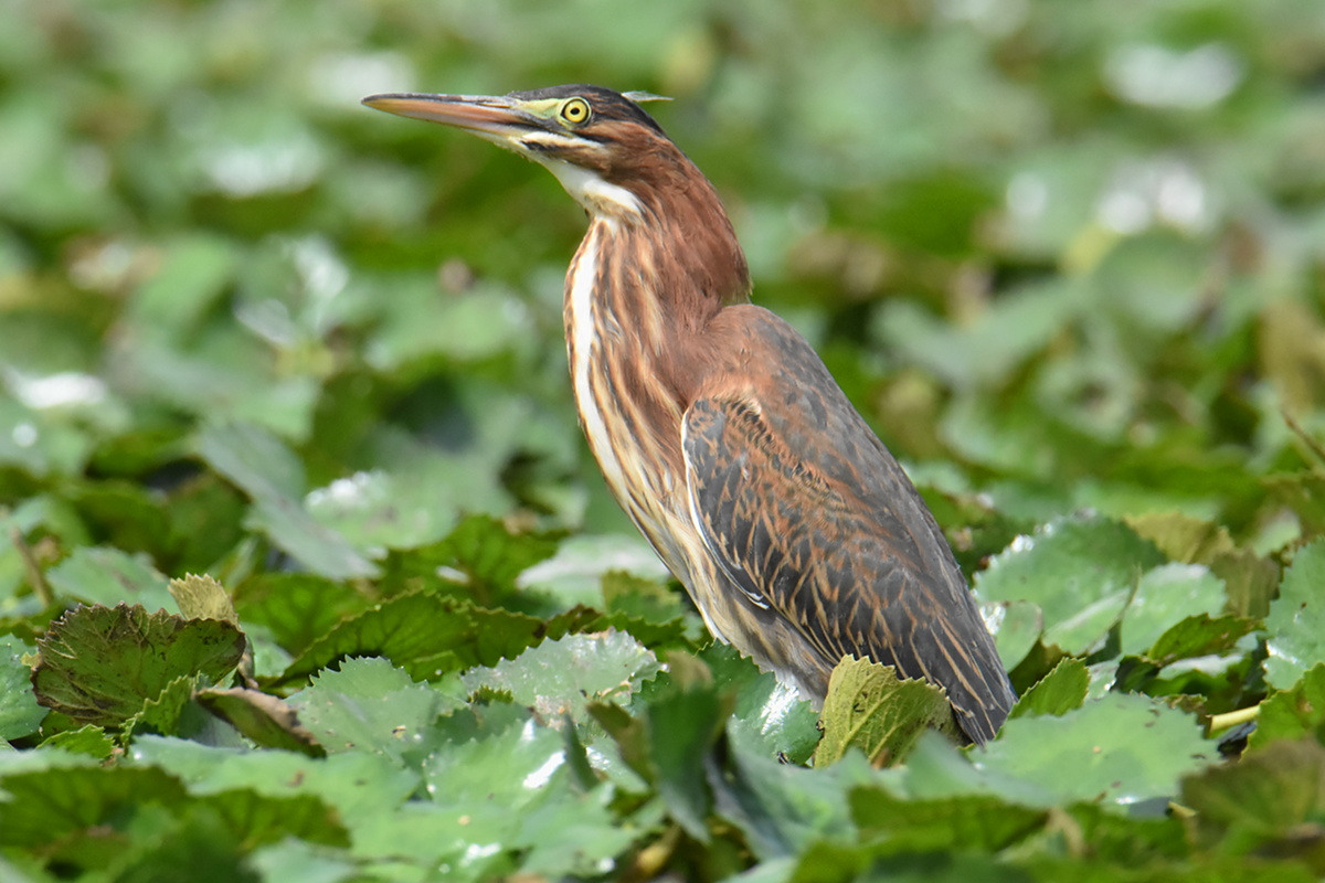 Green Herons 05