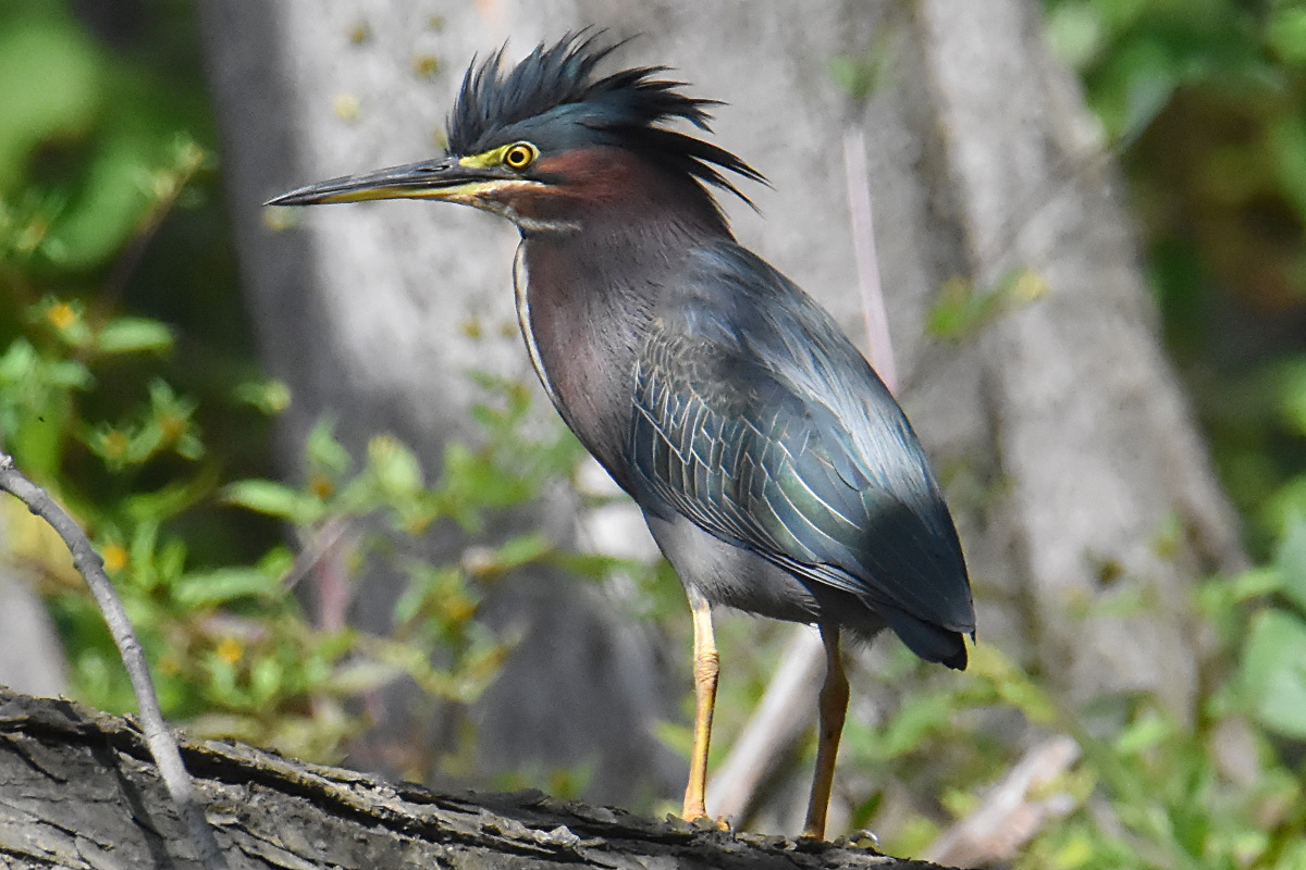 Green Herons 15