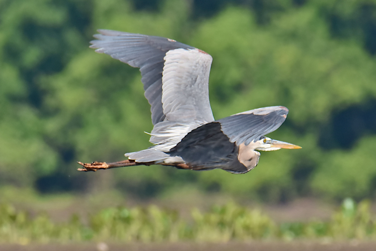 Great Blue Herons 04