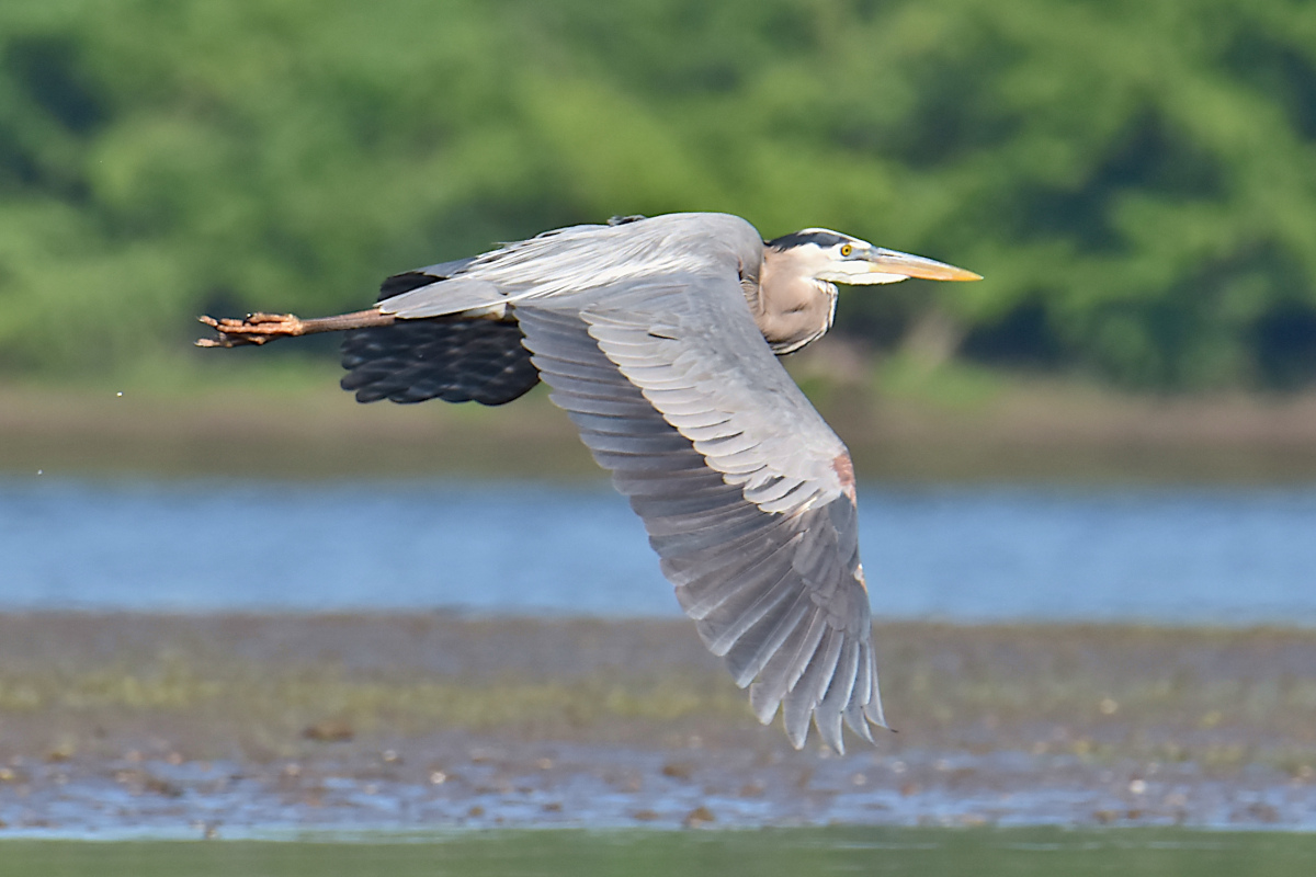 Great Blue Herons 05