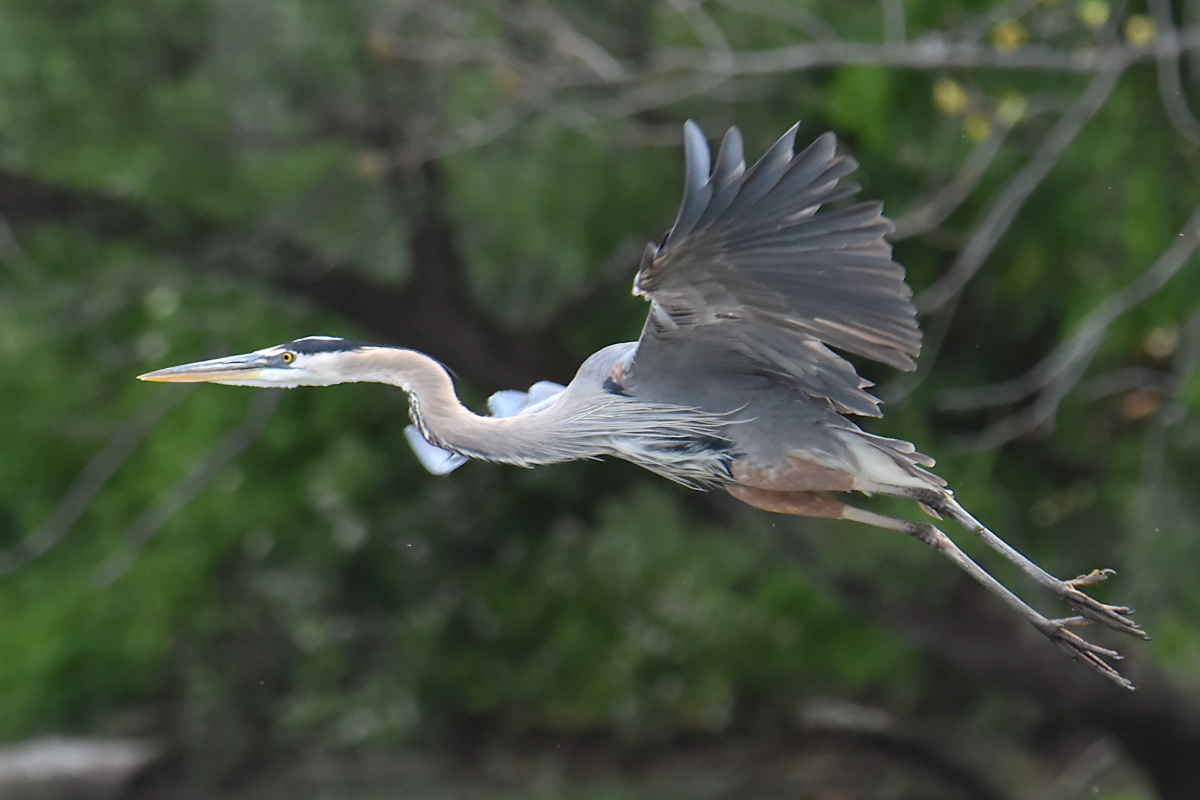 Great Blue Herons 06