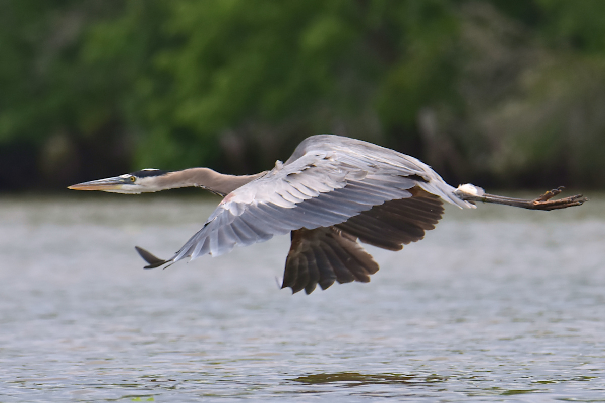 Great Blue Herons 07