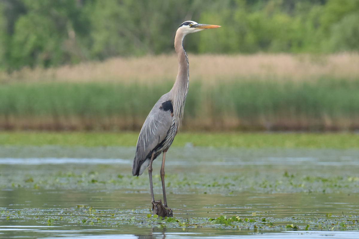 Great Blue Herons 08