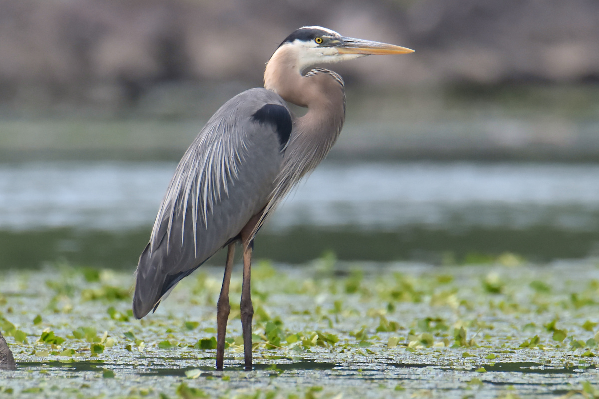 Great Blue Herons 09