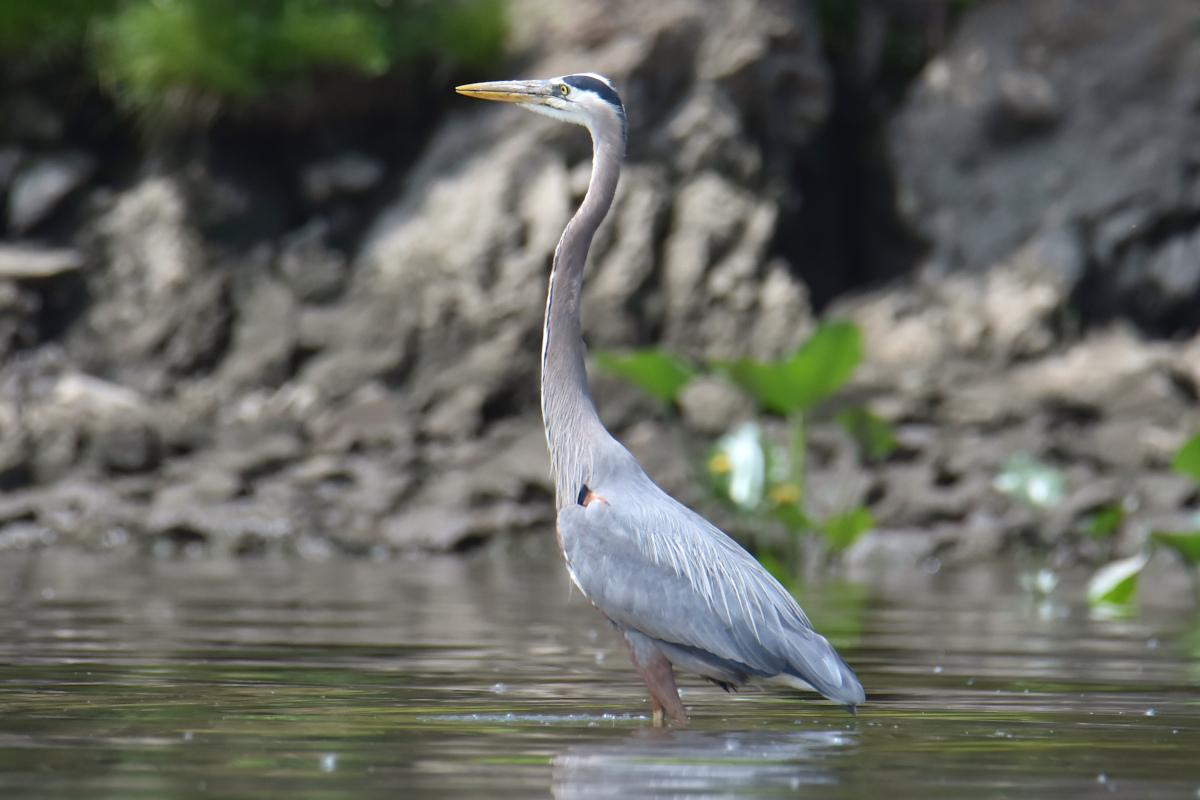 Great Blue Herons 10