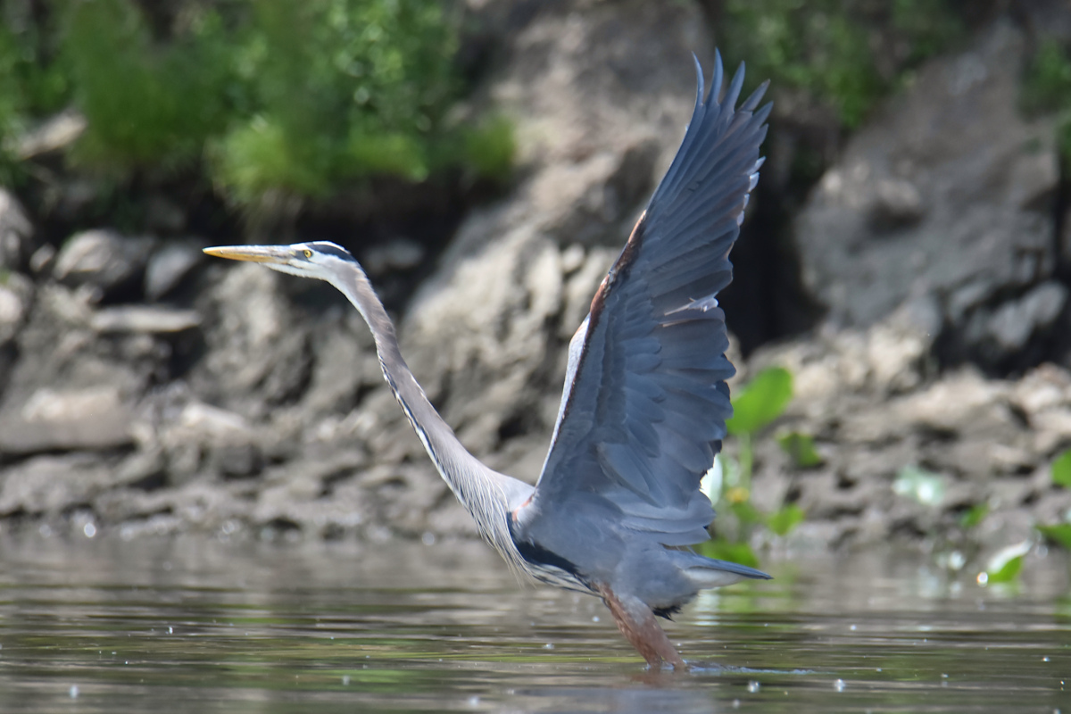 Great Blue Herons 11
