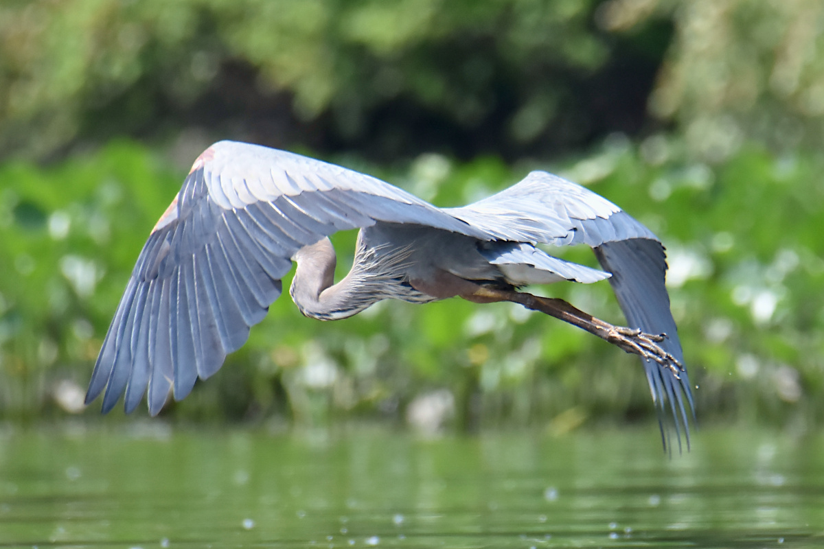 Great Blue Herons 12