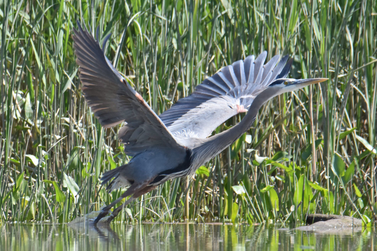 Great Blue Herons 13