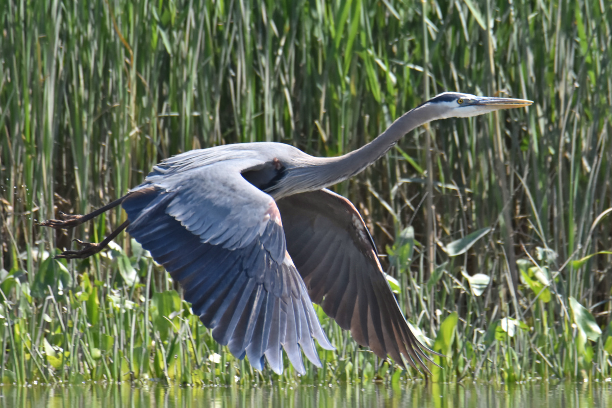 Great Blue Herons 14