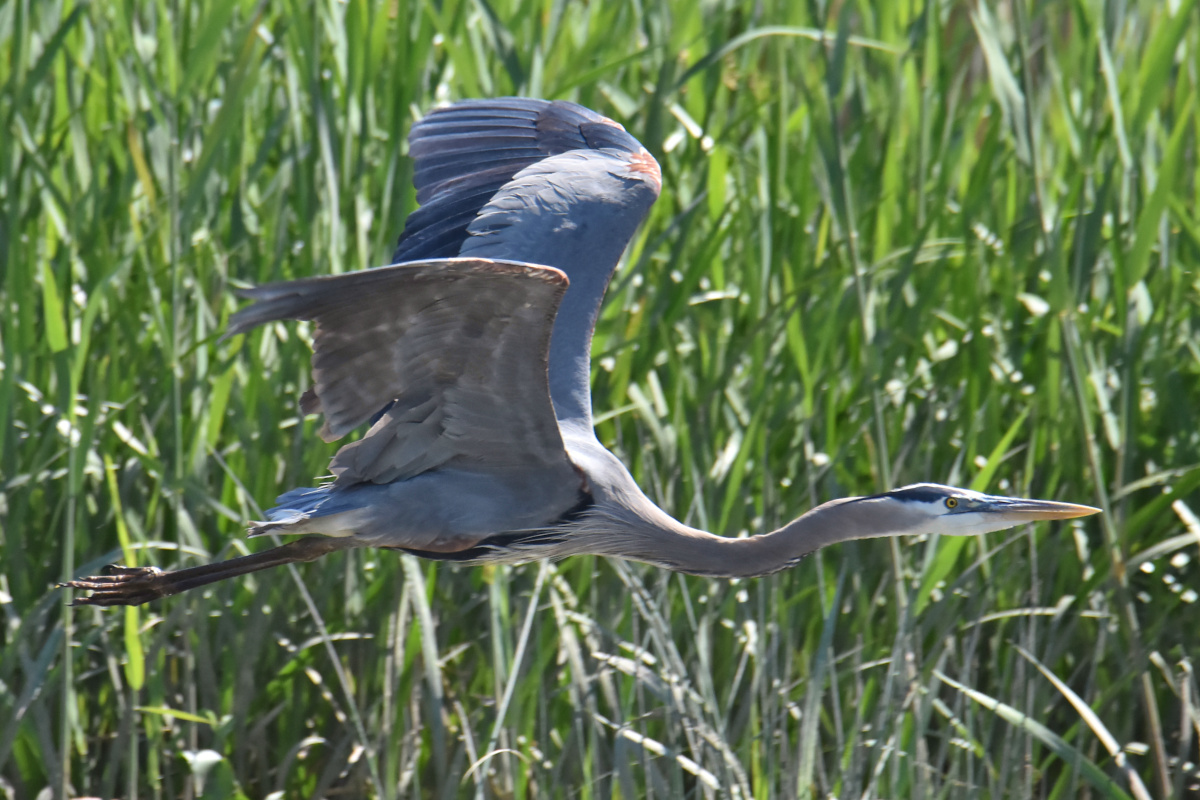 Great Blue Herons 15