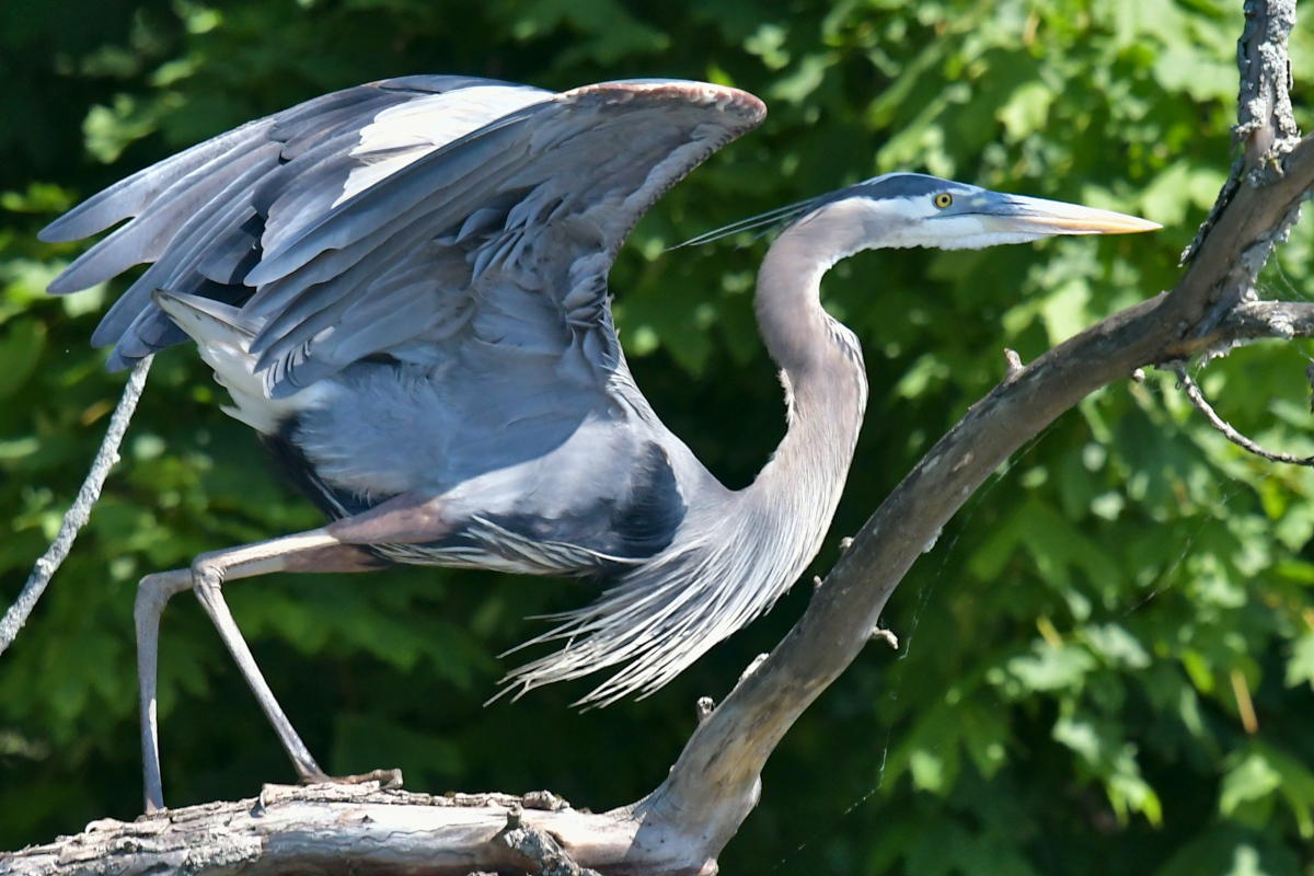 Great Blue Herons 16