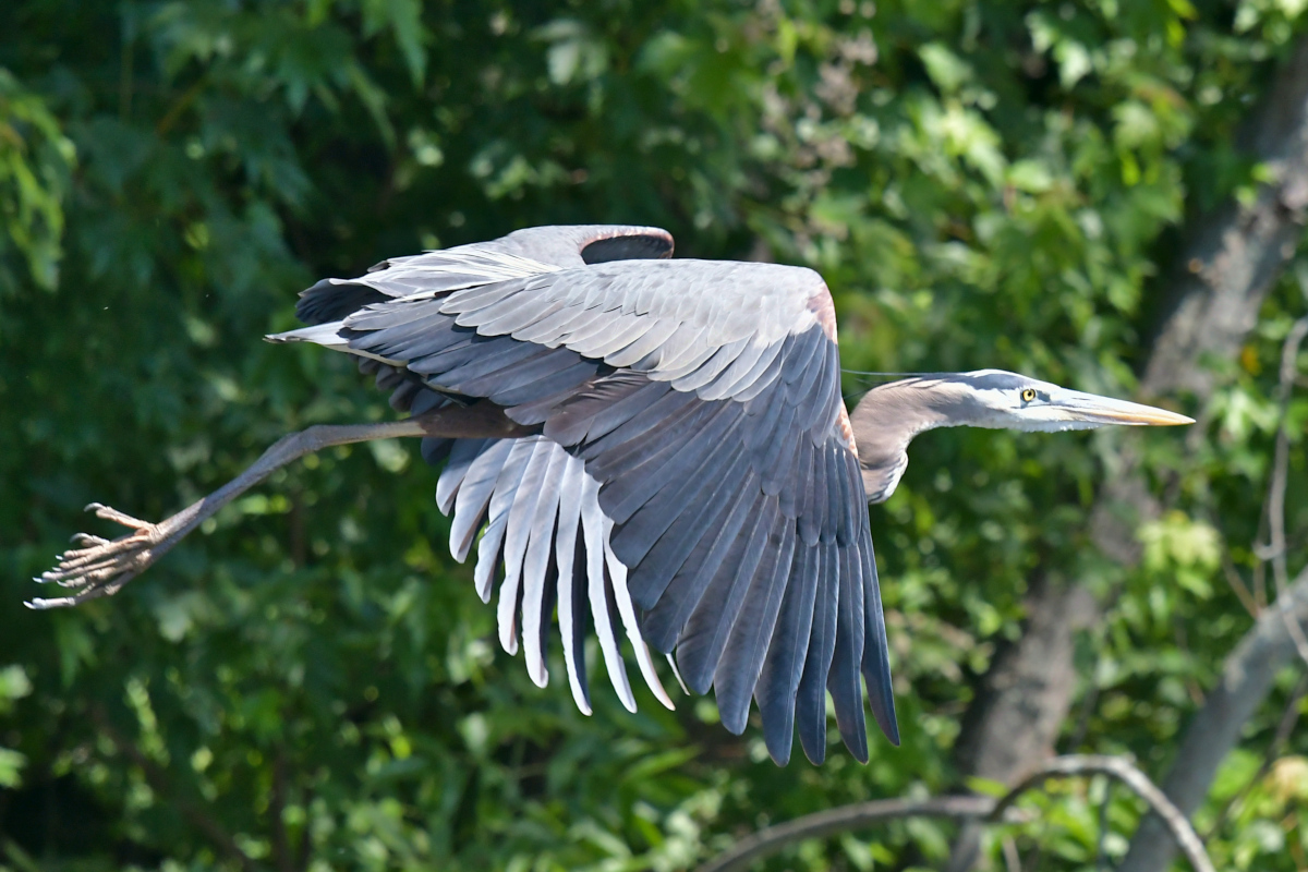 Great Blue Herons 17
