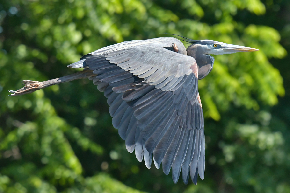Great Blue Herons 18