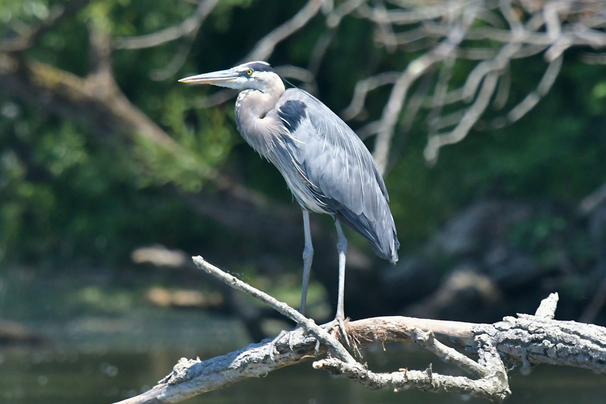 Great Blue Herons 19
