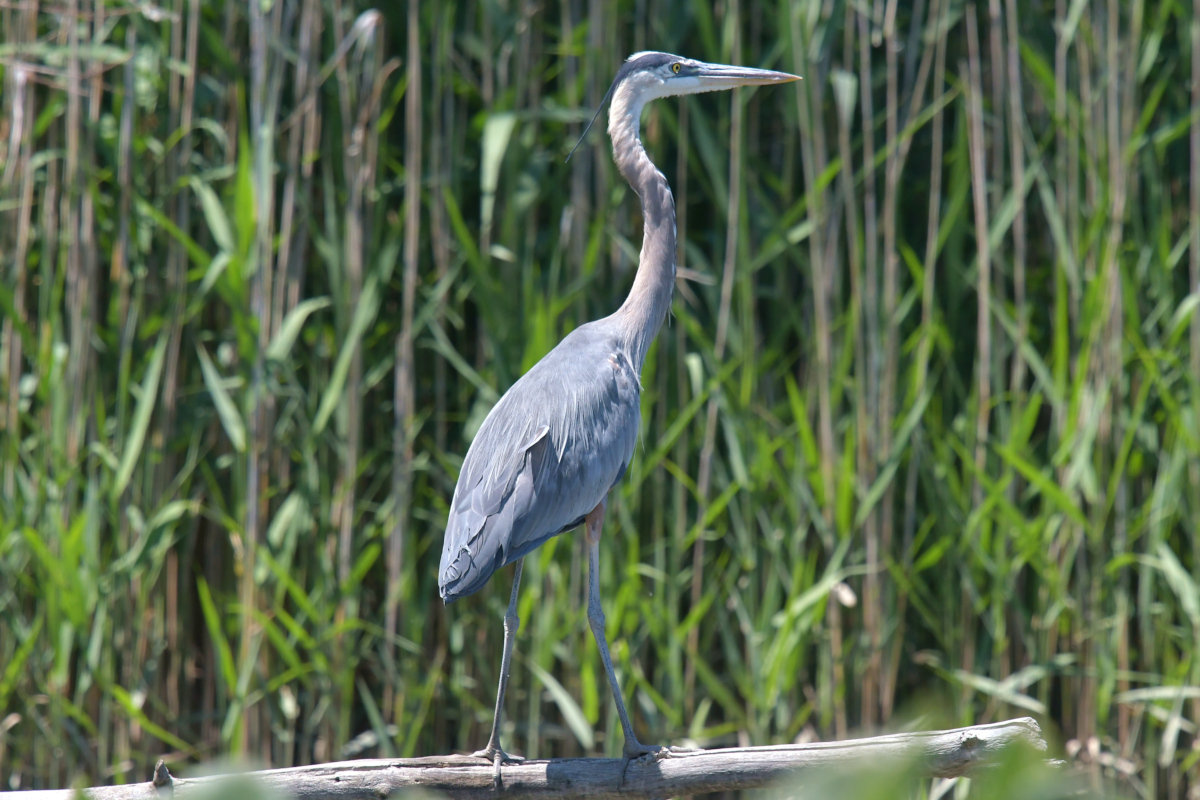 Great Blue Herons 20