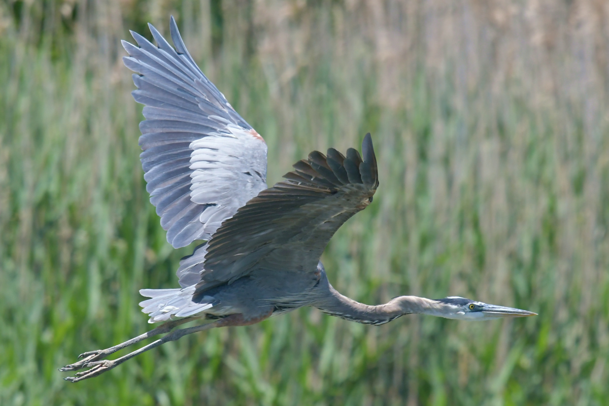 Great Blue Herons 21