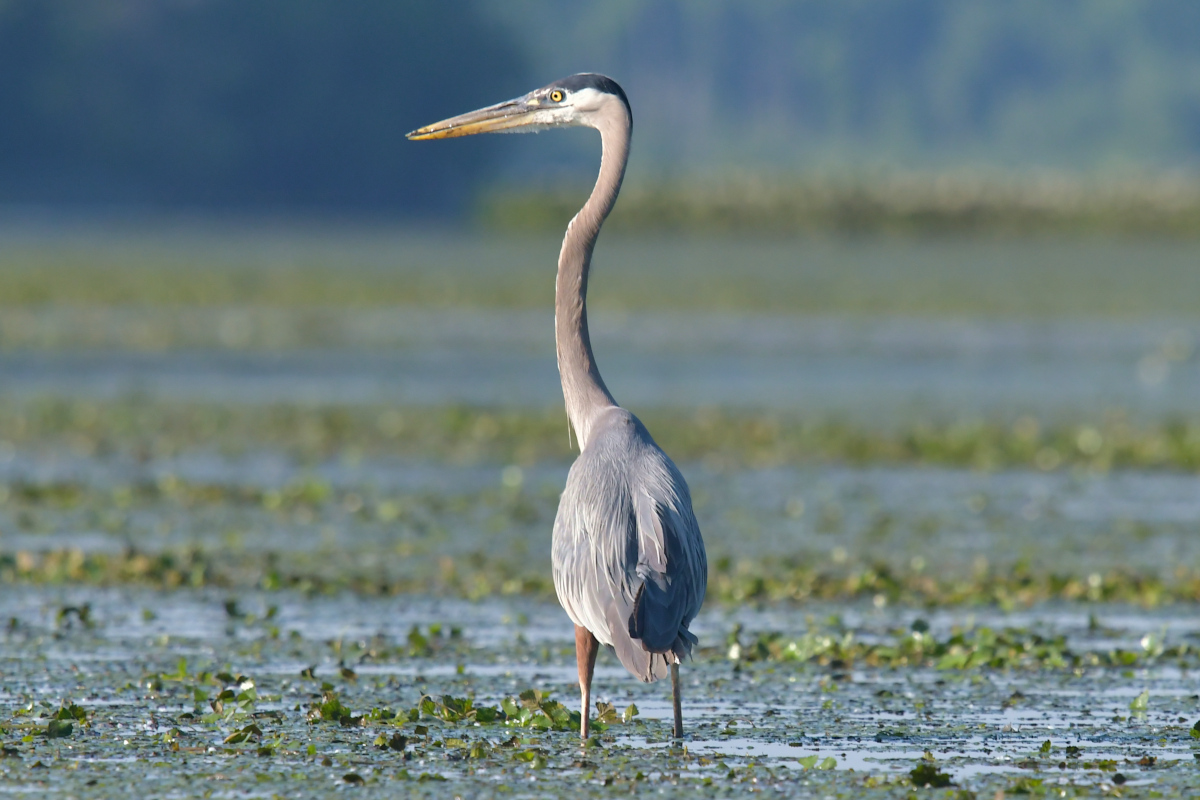 Great Blue Herons 22