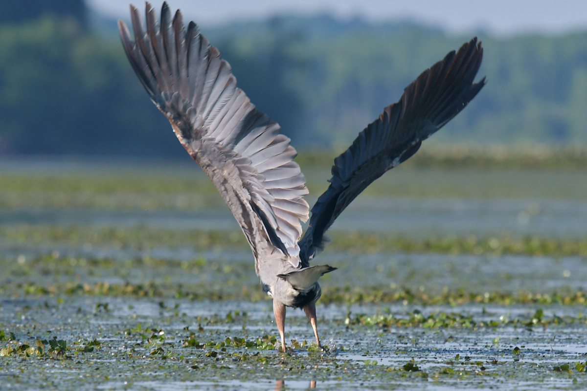 Great Blue Herons 23
