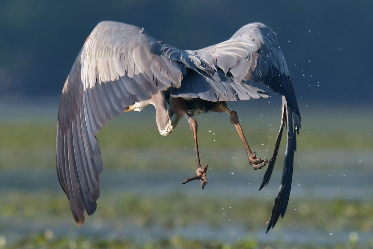 Great Blue Herons 24
