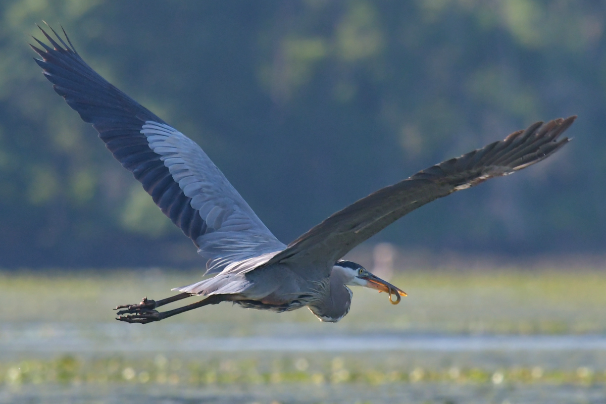 Great Blue Herons 25