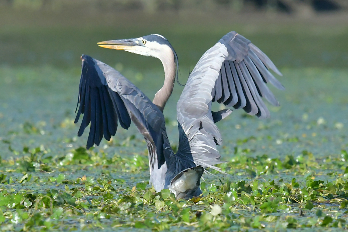 Great Blue Herons 26