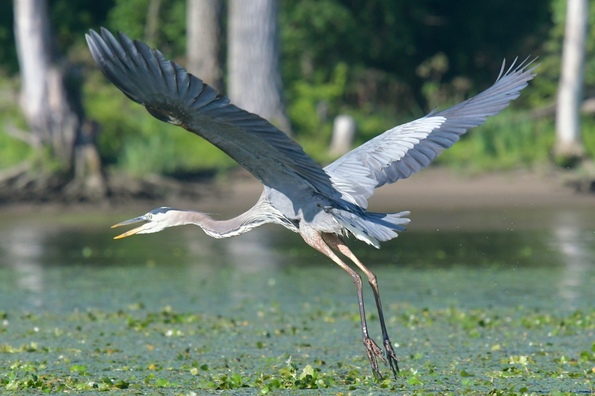 Great Blue Herons 27