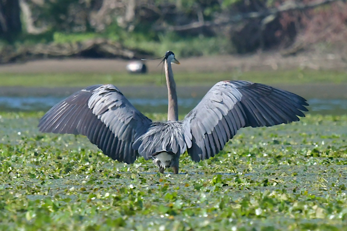 Great Blue Herons 28