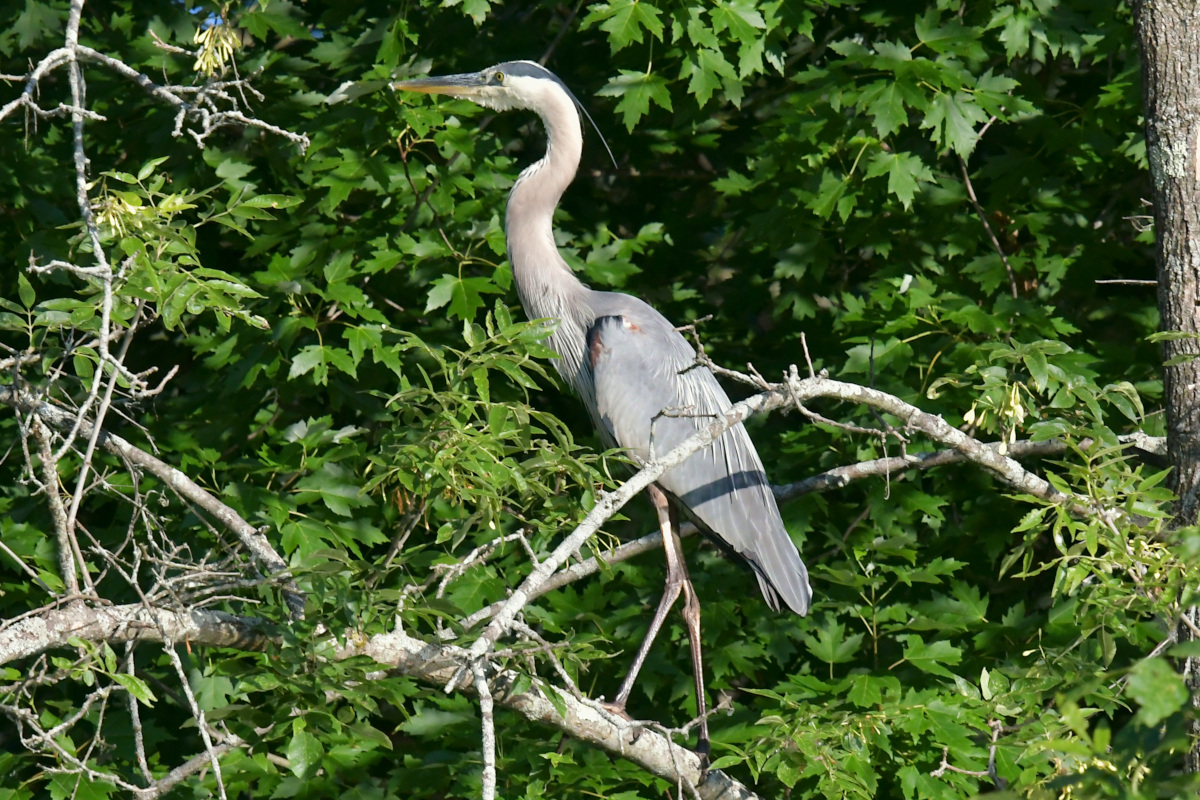 Great Blue Herons 30