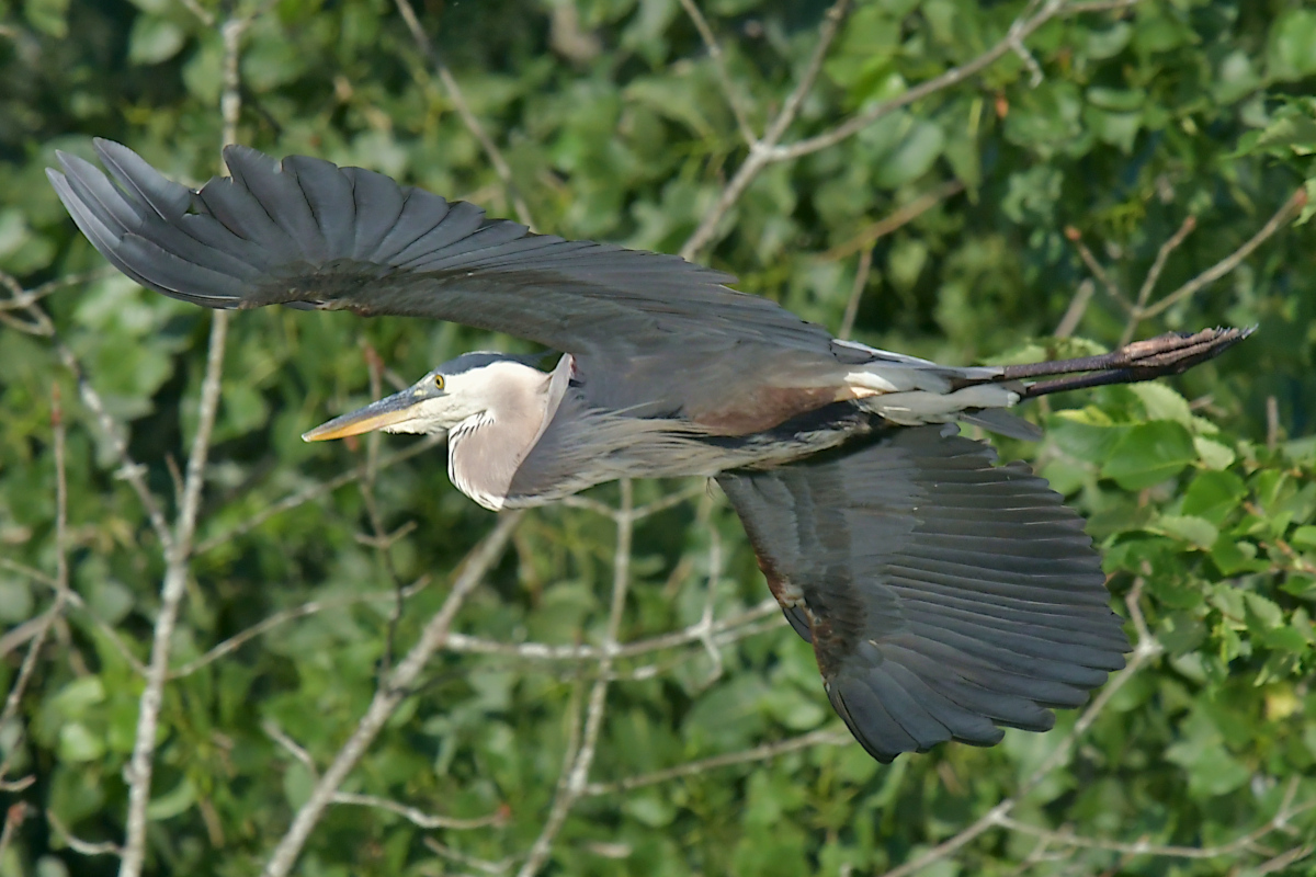 Great Blue Herons 31