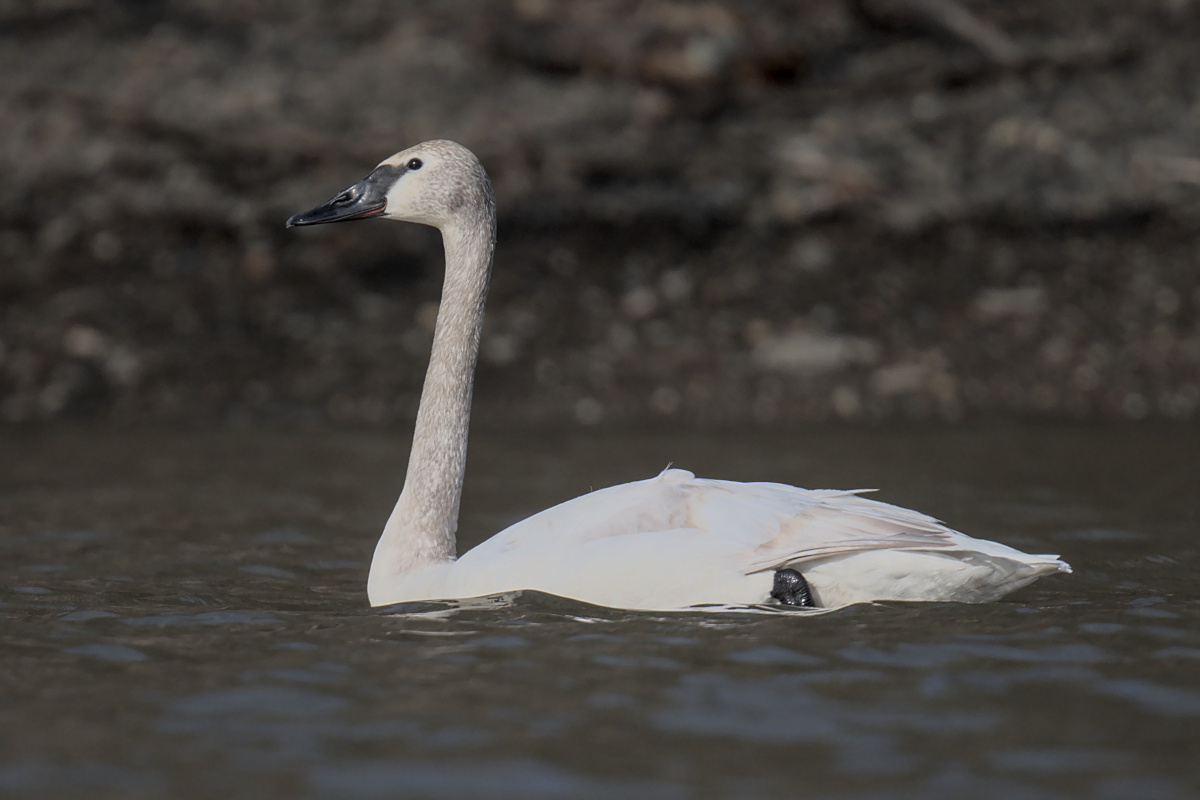 Houghtaling Island Area 02