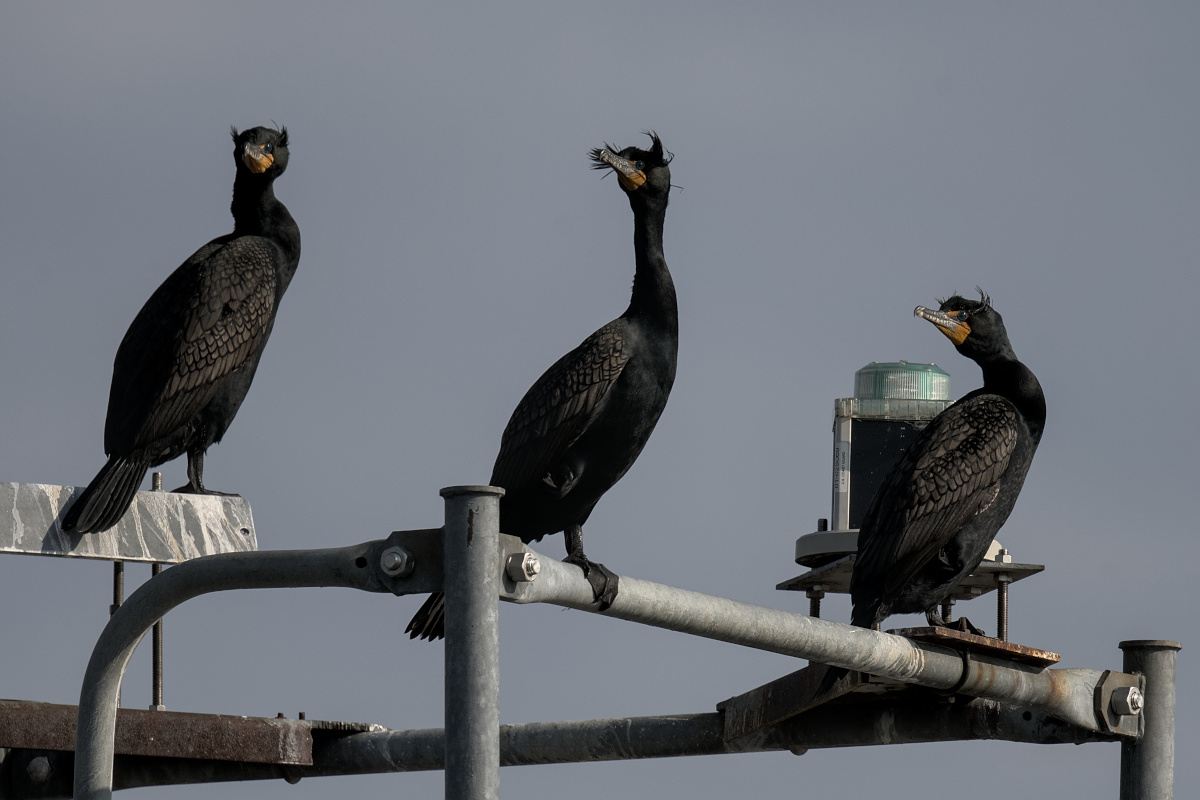 Houghtaling Island Area 04