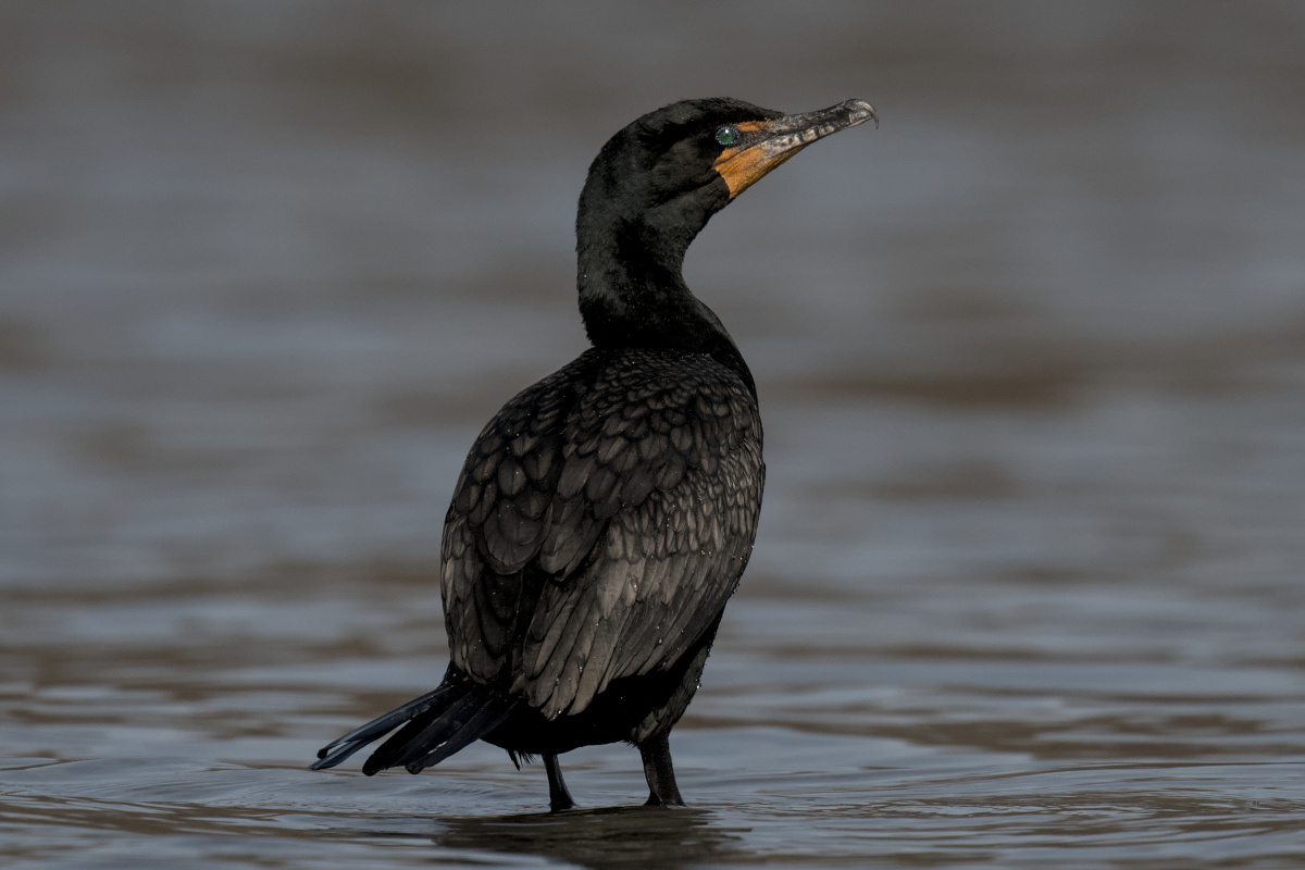 Houghtaling Island Area 05