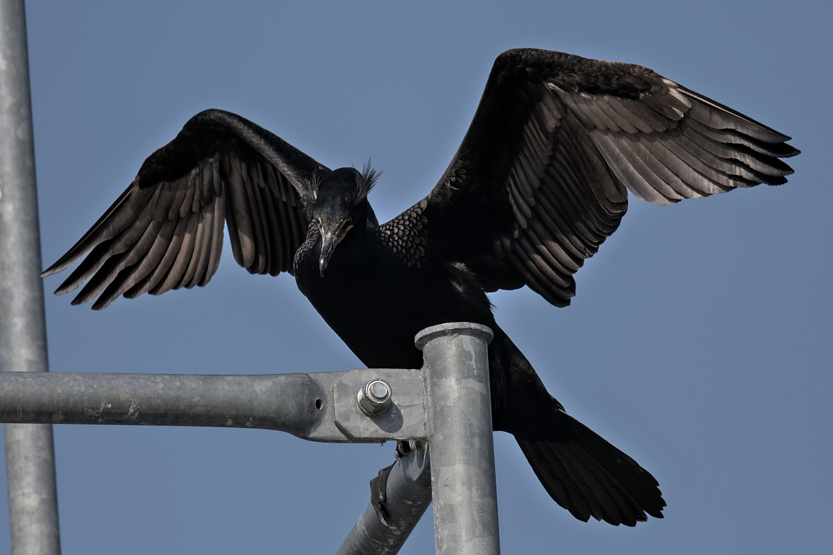 Houghtaling Island Area 06