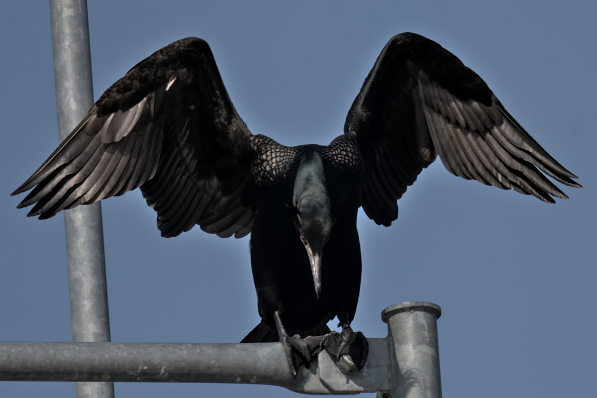 Houghtaling Island Area 07