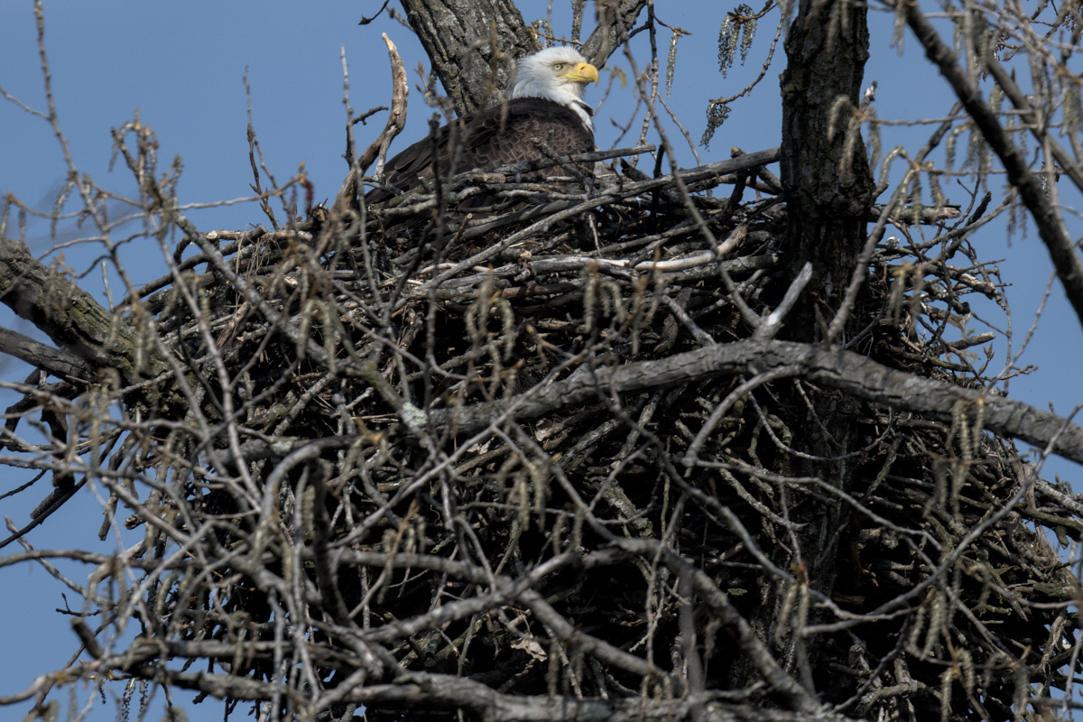 Houghtaling Island Area 08