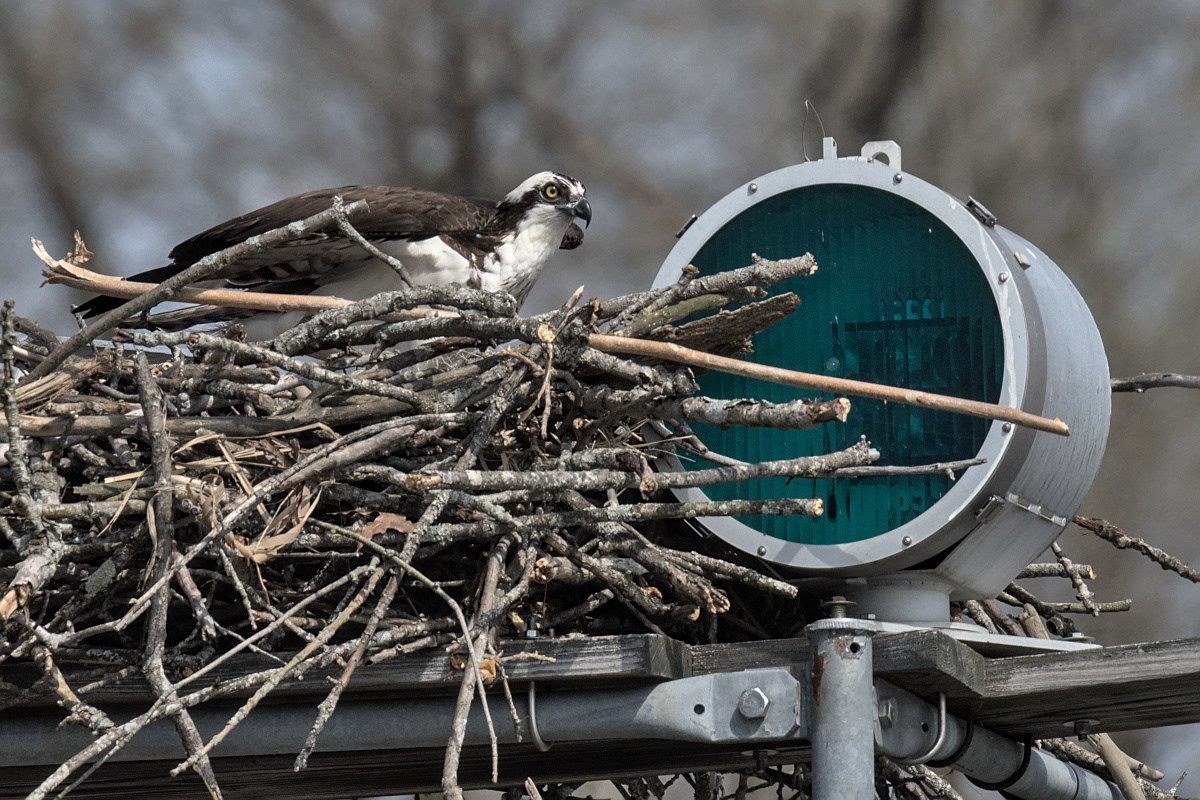 Houghtaling Island Area 09