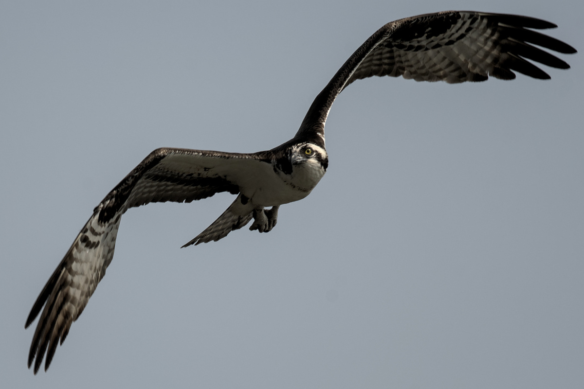 Houghtaling Island Area 10