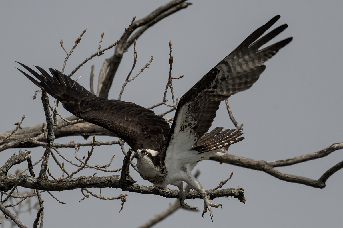 Houghtaling Island Area 11