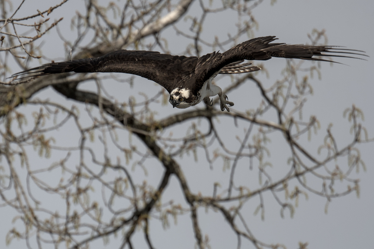 Houghtaling Island Area 12